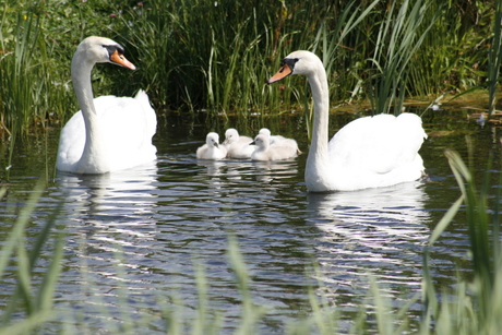 zwaan met kindern