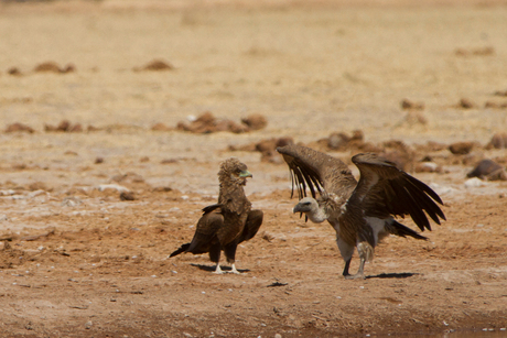 Young Tawny eagle en Vulture Botswana