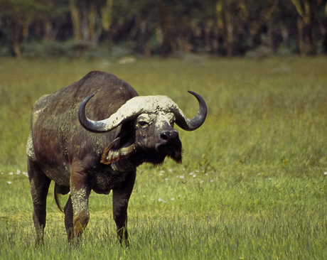 Bejaarde Buffel