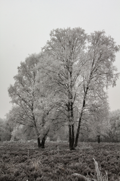 Twee bomen met bevroren mist