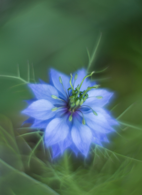 Love in a mist..