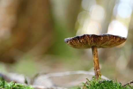 paddestoel in het licht