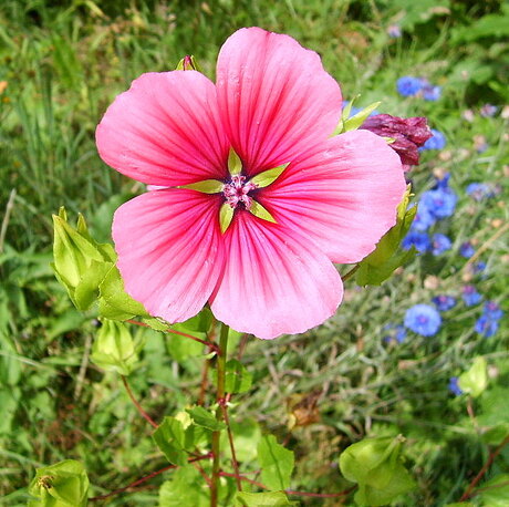 Roze bloem