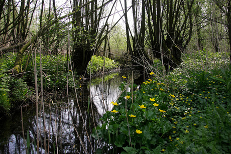 dotterbloemen