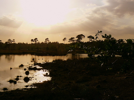 Avondzonnetje in de Haterse Vennen 2