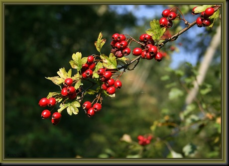 niet om te verwerken