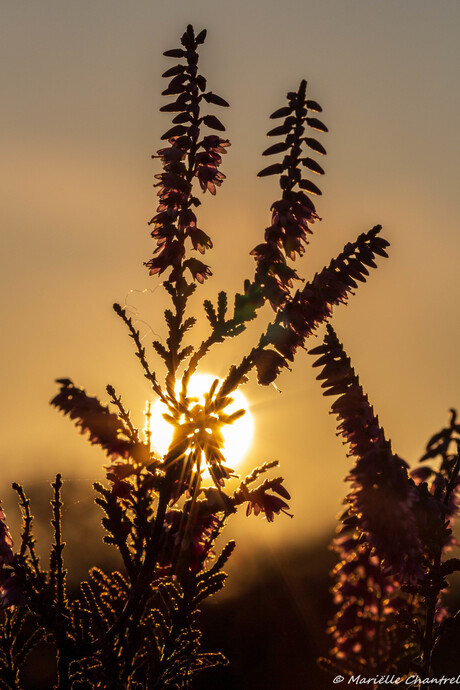 Tegenlicht op de Strijbeekse heide