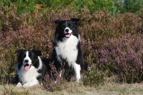 Bordercollie