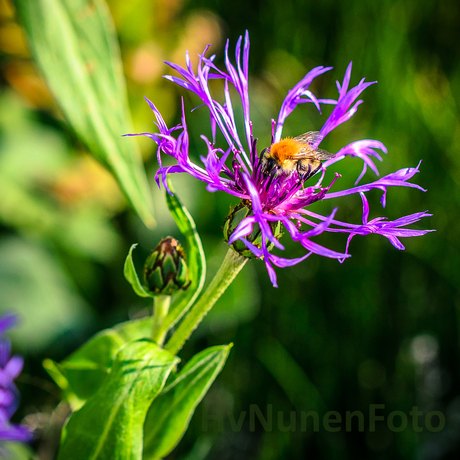 160718 Bloem-hommel-Achtertuin 0980