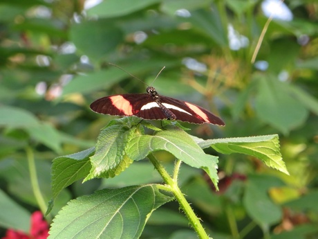 Vlinder in vlindertuin Blijdorp