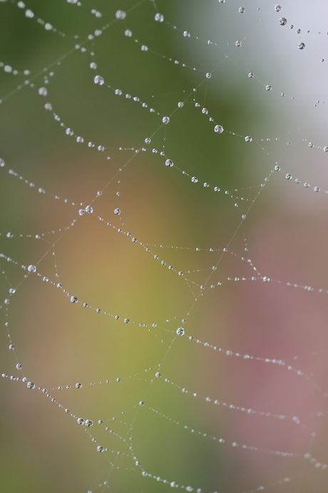 spinneweb