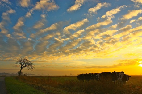 Zebrawolken