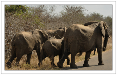 Kudde olifanten, Krugerpark
