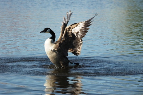 Canadese gans - vleugels