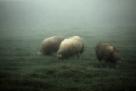 schapen in de mist