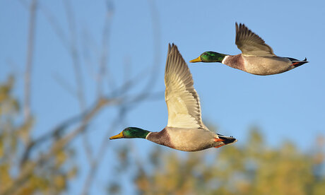 The Flying Ducks.