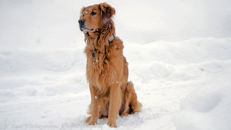 Golden Retreiver