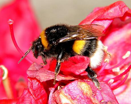 Hommel