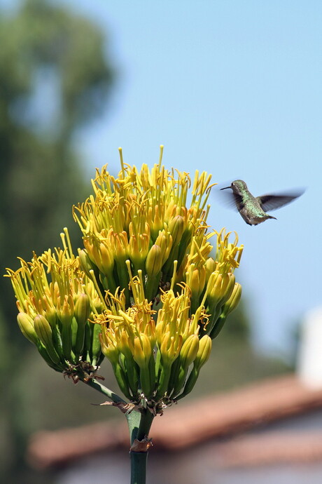 kolibrie in San Diego