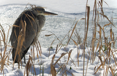 Reiger