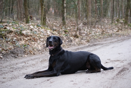 Gijsje, mijn trouwe viervoeter!