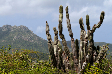 Cactus