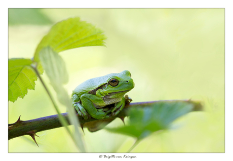 Groggy Frog