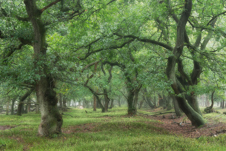 Gates to the forest