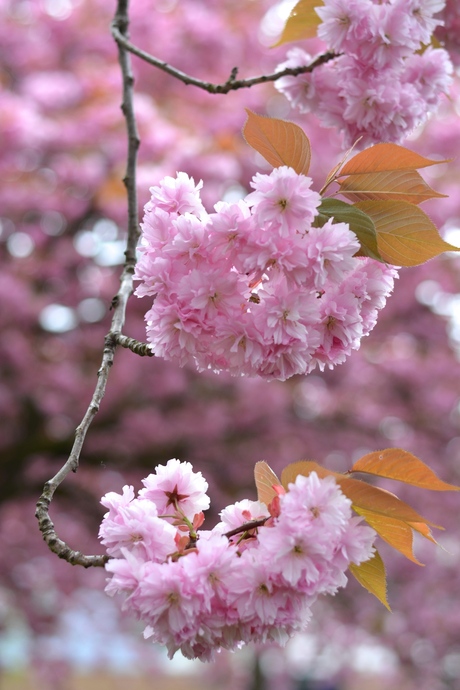 Prunus boom in bloei