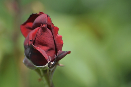 prachtige rode roos met een blad half los hangt