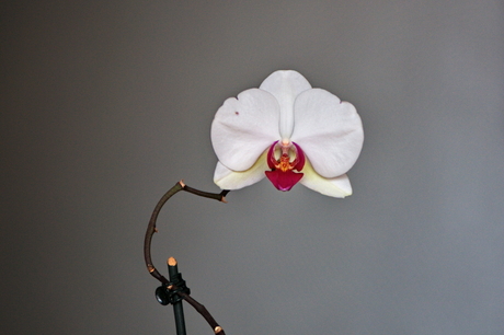 Zo maar een orchidee