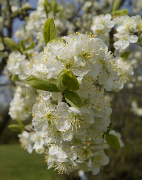 bloesem in de Betuwe