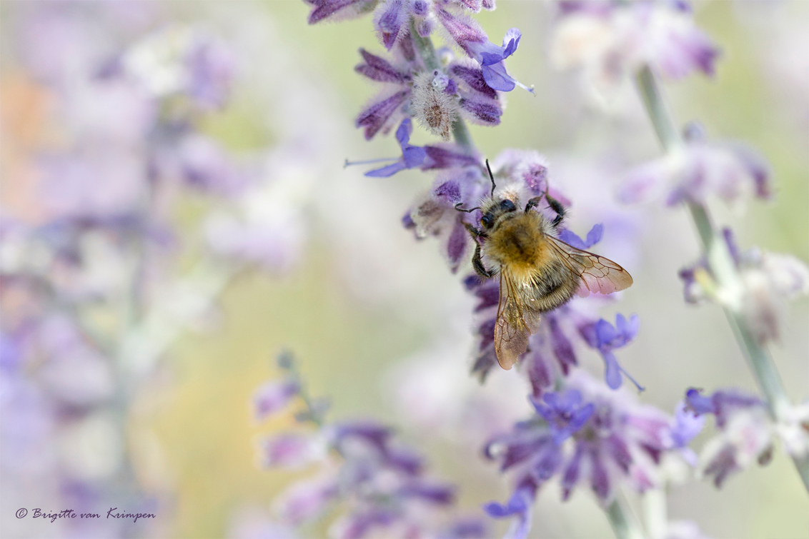 Quest for the last nectar - Zoektocht naar de laatste nectar in een langzaam droger wordende natuur - foto door Puck101259 op 05-08-2018 - deze foto bevat: paars, macro, plant, bloem, natuur, bij, bruin, geel, licht, tuin, vleugels, zomer, insect, nederland, lavendel, nectar, flora, dof, bokeh