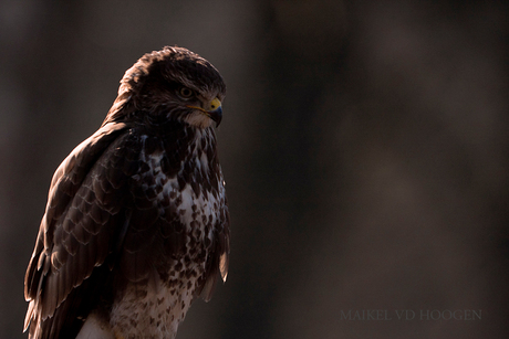 buizerd