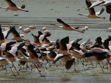 Flamingos op de vlucht
