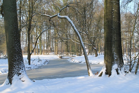 Het Liesbos in de sneeuw