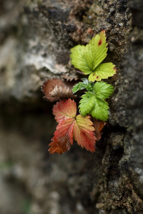 HERFST