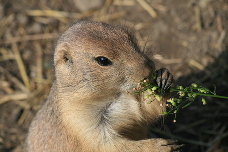 prairiehond