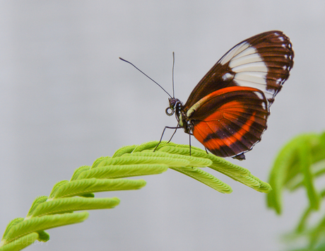 Heliconius cydno.jpg