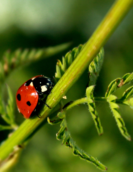 Ladybug, Lieveheersbeestje