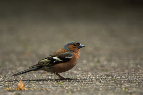 HTI_0223 Vink (man)