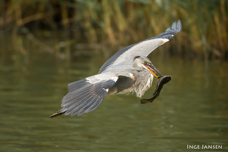 Reiger vs Zeelt