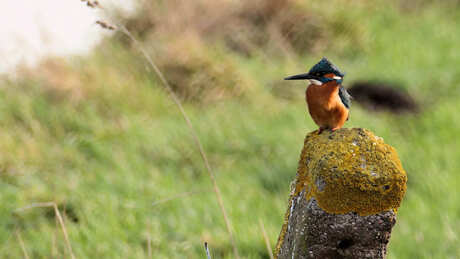 Ijsvogel op zoek naar de Lente