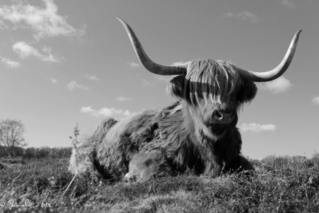 Schotse Hooglander