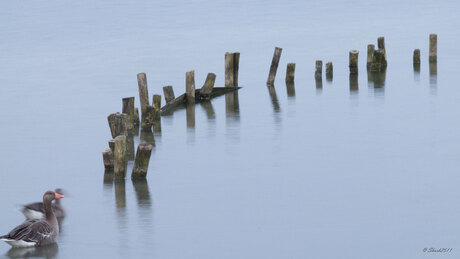 paaltjes in het water met gans