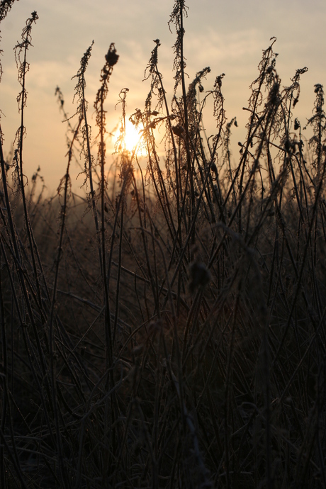 Winter in Breda