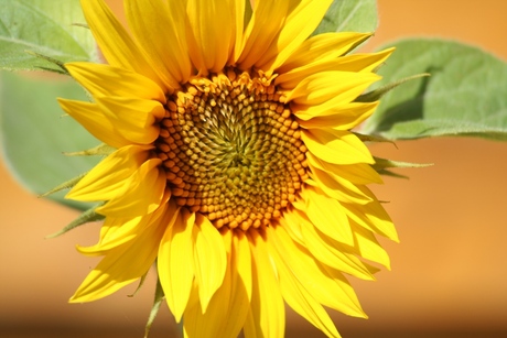 Het zonnetje in de tuin
