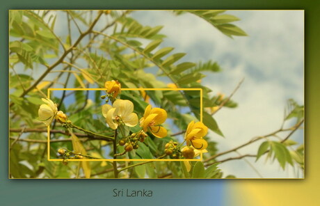 Sri Lanka bloemen