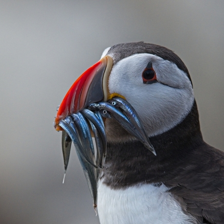 Puffin