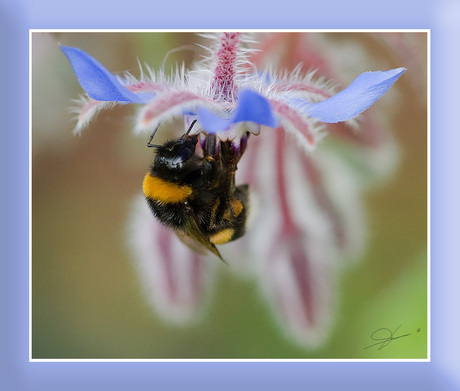 hommel op komkommerkruid